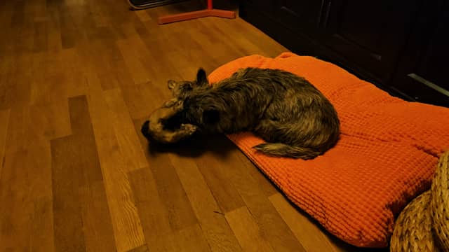 Vun Attilbrigga Cairn Terrier