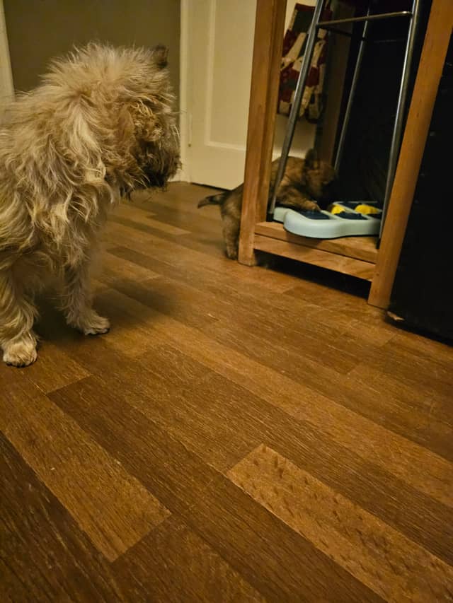 Vun Attilbrigga Cairn Terrier