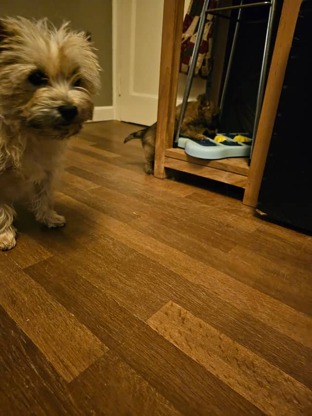 Vun Attilbrigga Cairn Terrier