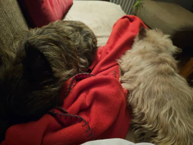 Vun Attilbrigga Cairn Terrier