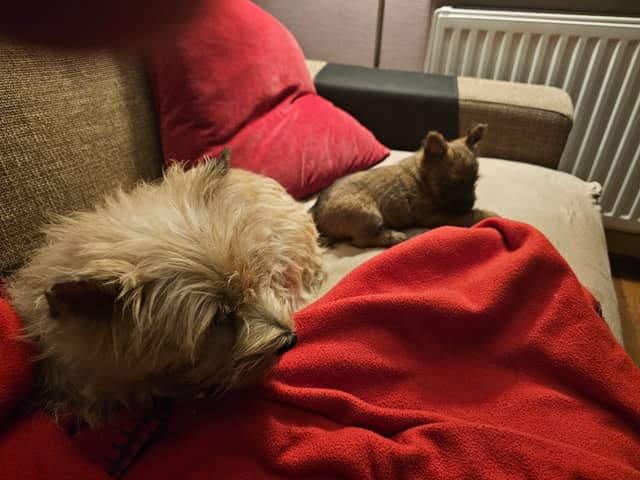 Vun Attilbrigga Cairn Terrier