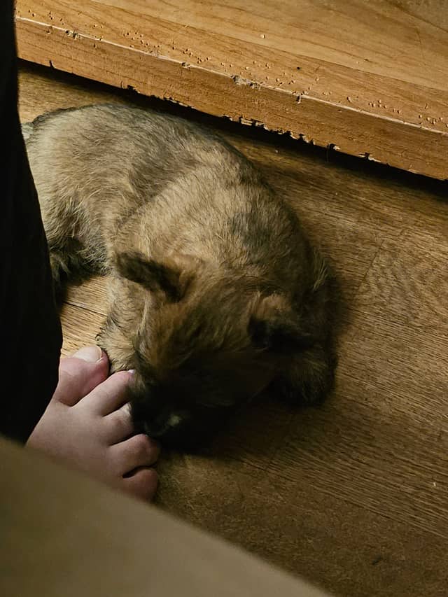 Vun Attilbrigga Cairn Terrier