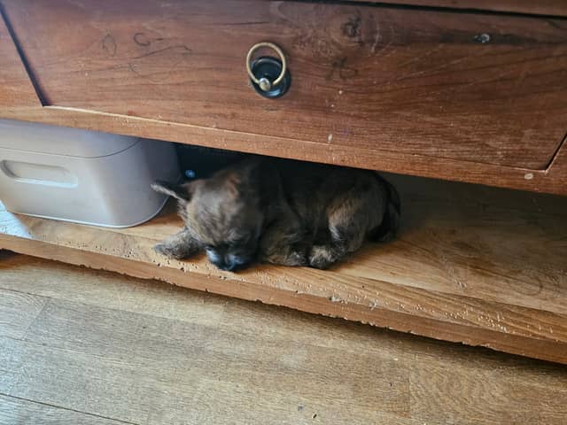 Vun Attilbrigga Cairn Terrier