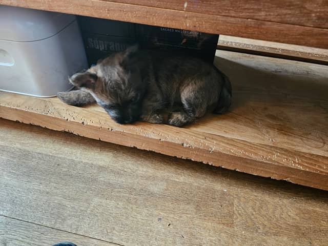 Vun Attilbrigga Cairn Terrier