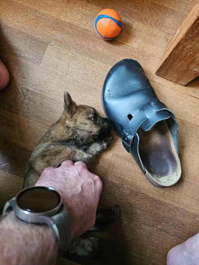 Vun Attilbrigga Cairn Terrier