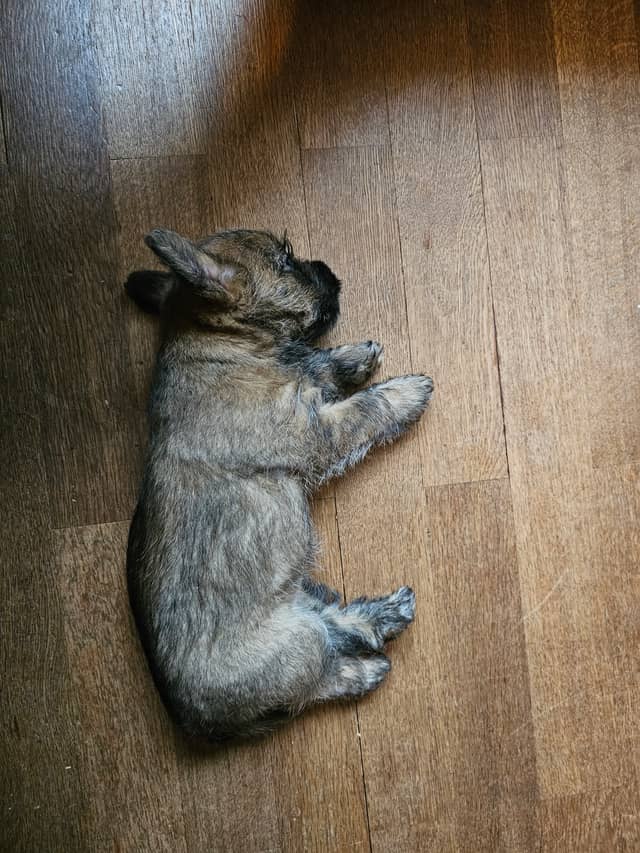 Vun Attilbrigga Cairn Terrier