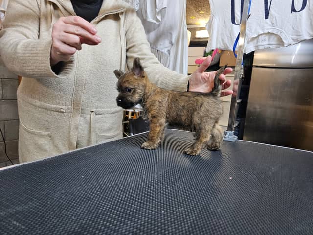 Vun Attilbrigga Cairn Terrier