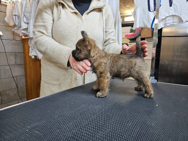 Vun Attilbrigga Cairn Terrier