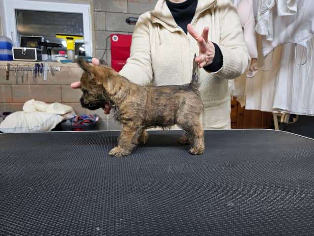 Vun Attilbrigga Cairn Terrier