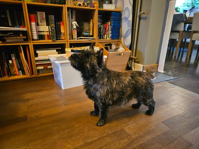 Vun Attilbrigga Cairn Terrier