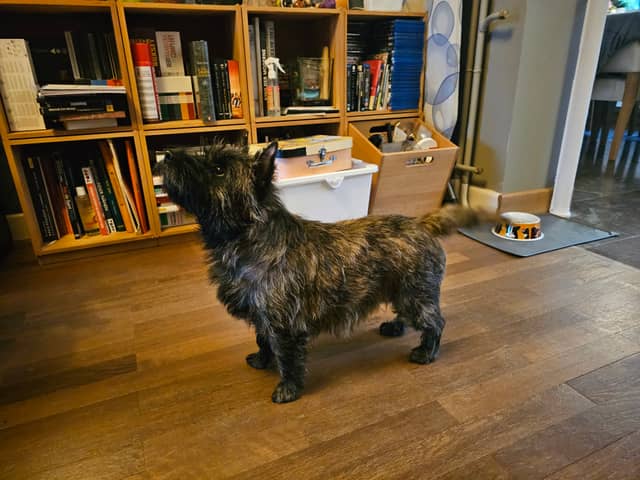 Vun Attilbrigga Cairn Terrier