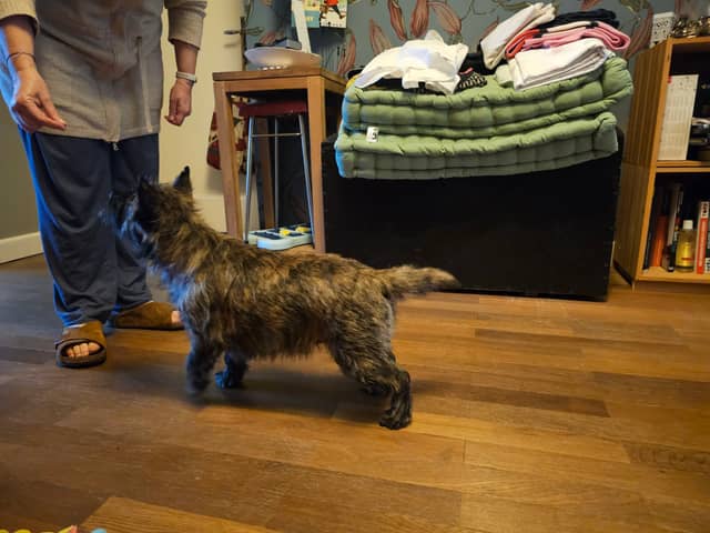 Vun Attilbrigga Cairn Terrier