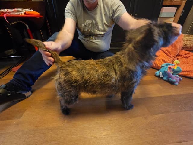 Vun Attilbrigga Cairn Terrier