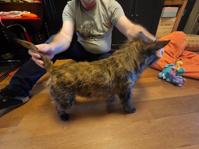 Vun Attilbrigga Cairn Terrier