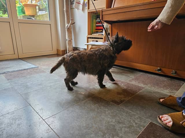 Vun Attilbrigga Cairn Terrier