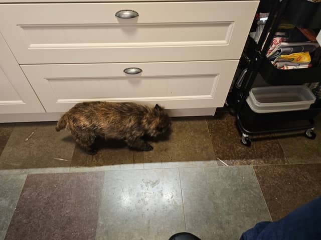 Vun Attilbrigga Cairn Terrier