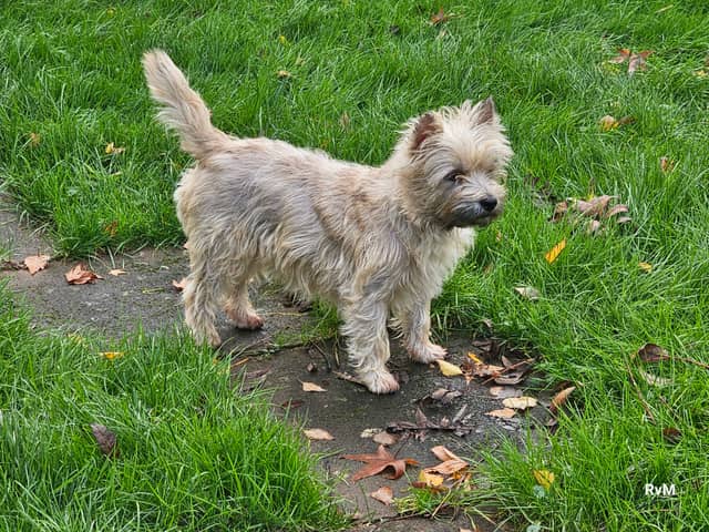 Vun Attilbrigga Cairn Terrier
