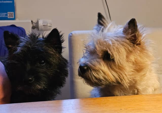 Vun Attilbrigga Cairn Terrier