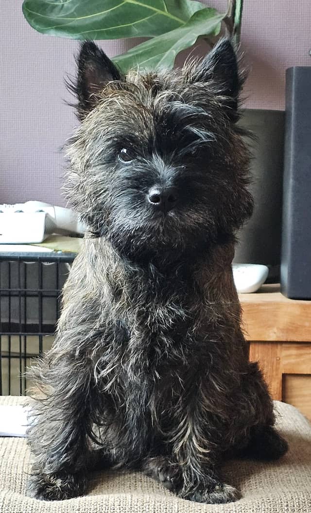 Vun Attilbrigga Cairn Terrier