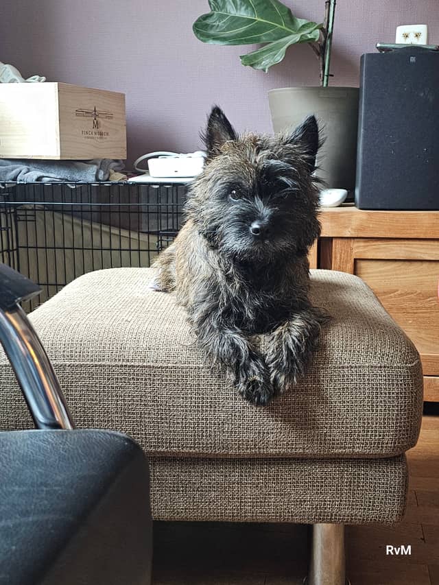 Vun Attilbrigga Cairn Terrier