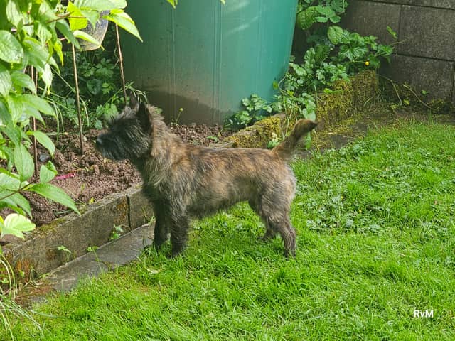 Vun Attilbrigga Cairn Terrier