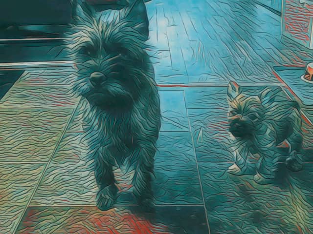 Vun Attilbrigga Cairn Terrier