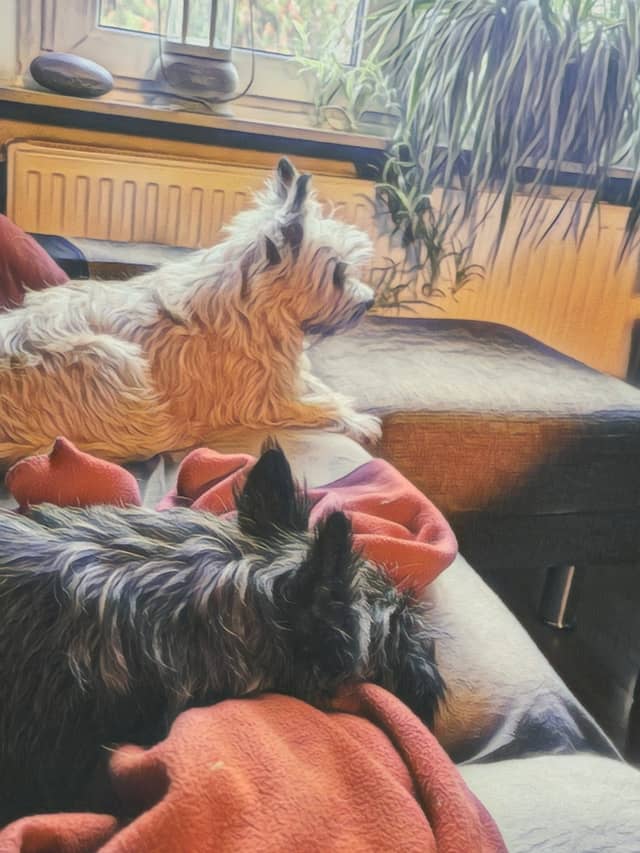 Vun Attilbrigga Cairn Terrier
