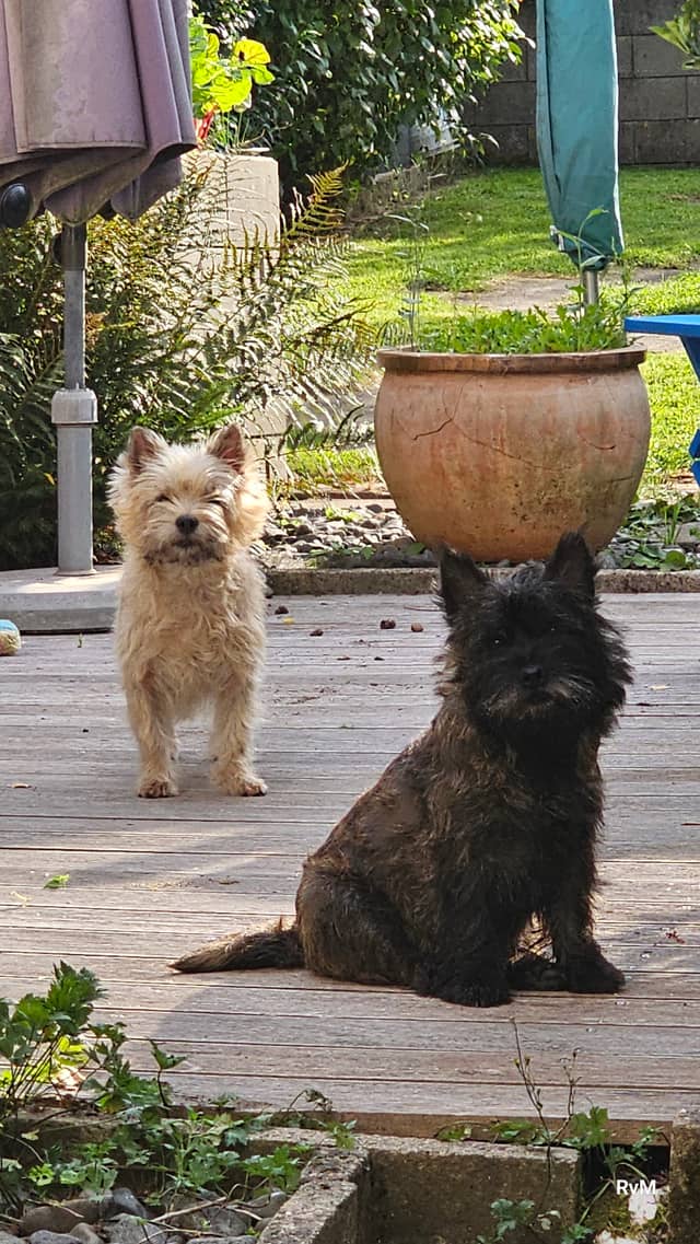 Vun Attilbrigga Cairn Terrier