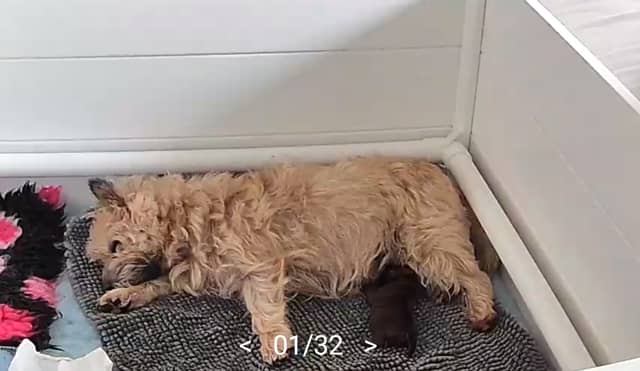Vun Attilbrigga Cairn Terrier