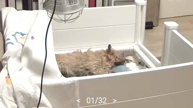 Vun Attilbrigga Cairn Terrier