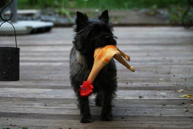 Pepper