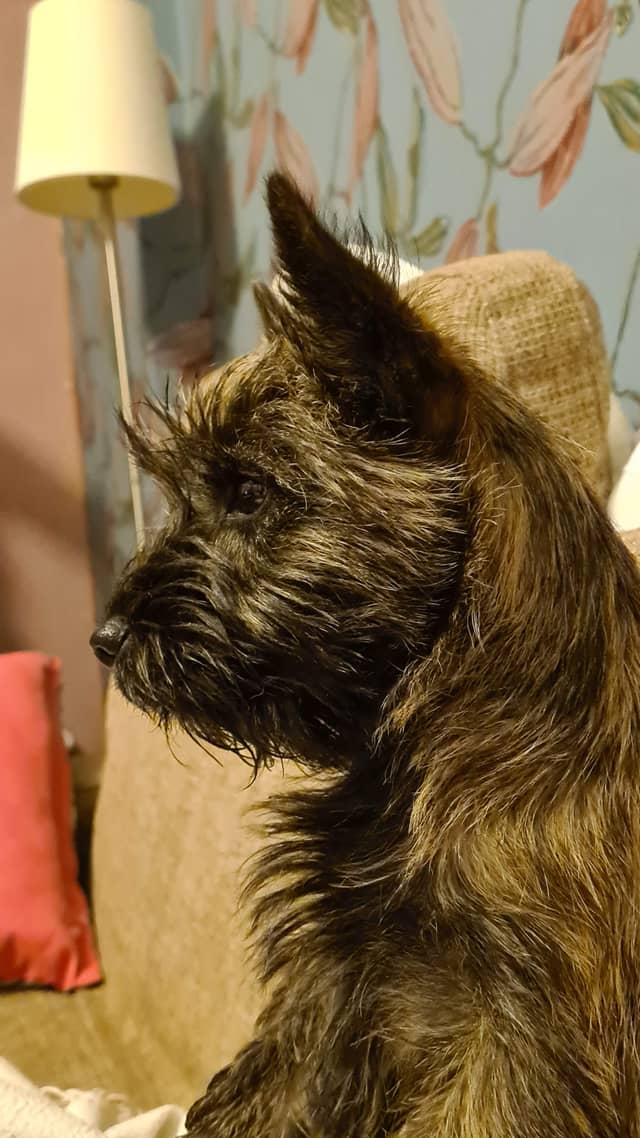 Vun Attilbrigga Cairn Terrier
