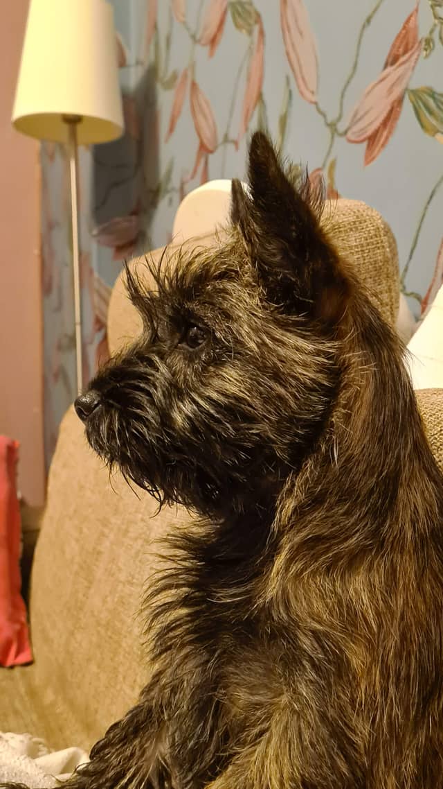 Vun Attilbrigga Cairn Terrier