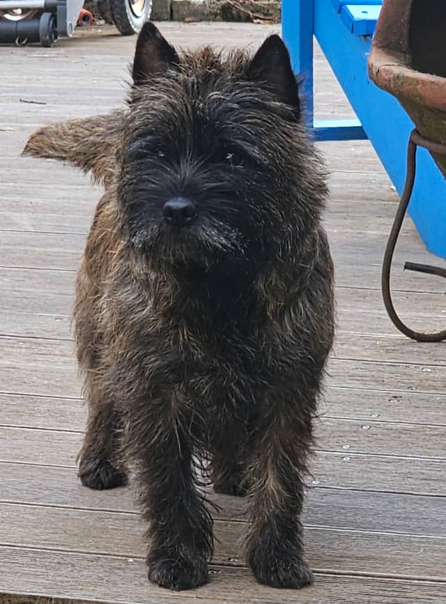 Vun Attilbrigga Cairn Terrier