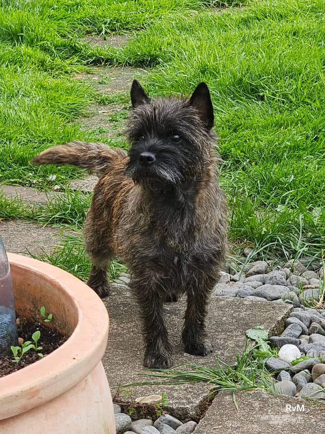 Vun Attilbrigga Cairn Terrier