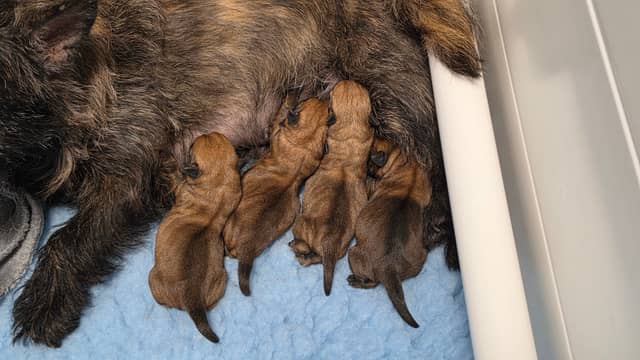 Our litter has arrived